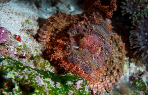 Maldives 2021 - Tasseled scorpionfish - Poisson scorpion a houpe - Scorpaenopsis oxycephala - DSC00301_rc
